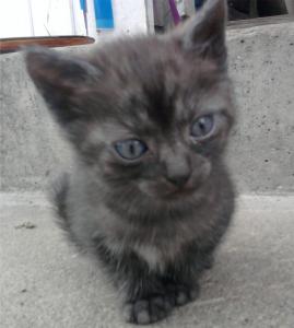 kattunge född juli 2011, tjej