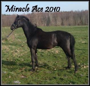miracle 2_508x480_caf