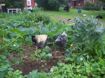 bilder på djur 071