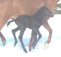 galopp galopp