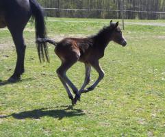 hingst ungen hingst ungen
