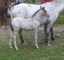picazzo 15 juni 08