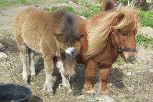 shaggy och roxita shaggy och roxita
